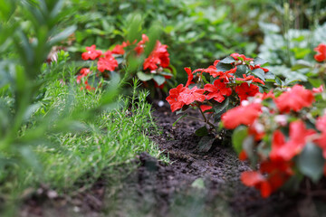 Obraz premium Beautiful small red flowers blooming on a garden.