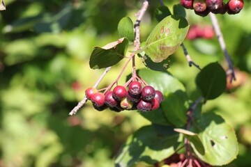 Chokeberry berries in the garden
