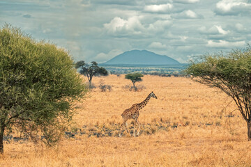 Tanzania, Serengeti park – Giraffe.