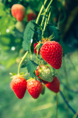 New harvest of sweet fresh outdoor red strawberry, growing outside in rows.