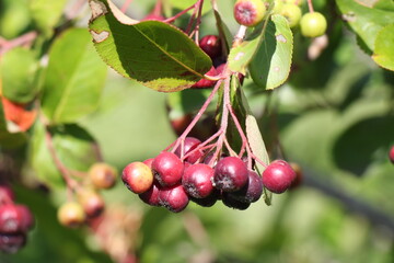 Aronia chokeberry berries on a tree