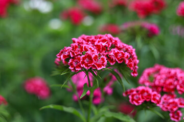 Purple flowers blooming on a small home botany garden with green background.