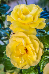 Yellow roses blooming in a garden in a close up