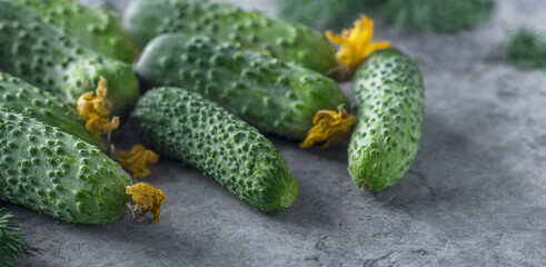 young fresh green cucumbers on the table