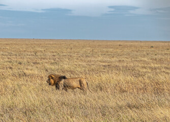 Tanzania, Serengeti park – Lion.