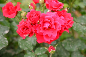 Red roses. The flowers are red. Plants.