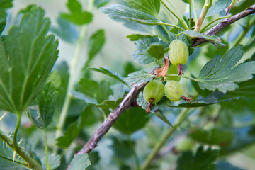 Gooseberries growing on a bush in a garden