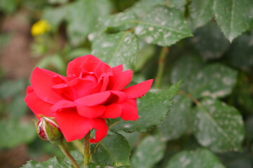 Red Rose. The flowers are red. Plants.