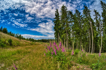 in the beautiful thuringian forest