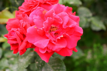 Red roses. The flowers are red. Plants.
