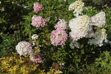 pink and white hydrangea flowers