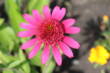 Fototapeta premium close up of pink gerbera flower