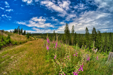 in the beautiful thuringian forest