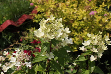 flowers in the garden