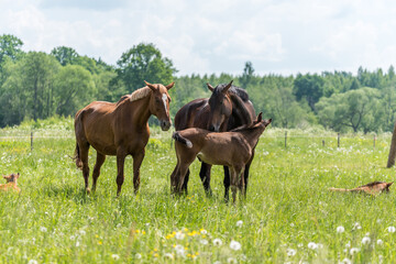 Loving Family of Horses in a Meadow on a Sunny Day