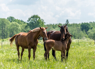 Obraz premium Loving Family of Horses in a Meadow on a Sunny Day