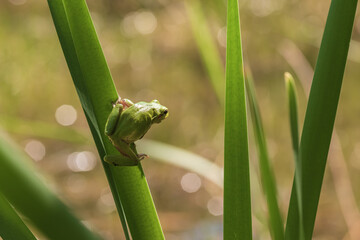 Hyla arborea - Green tree frog on a stalk. The background is green. The photo has a nice bokeh. Wild photo.