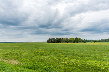 Vast Field of Wildflowers and Grass in Rural Scene