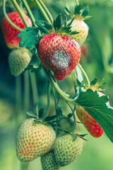 mould strawberry, rotten fruit background .