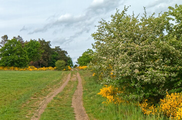 Fototapeta na wymiar Spring - Landscape with yellow-blooming shrubs.