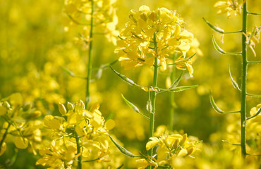 Obraz premium Yellow bright rapeseed flower close-up. Blooming rapeseed field. Canola Colza Yellow Flowers. Rapeseed, Oilseed Field Meadow