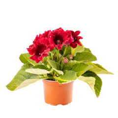 Gloxinia in a flower pot