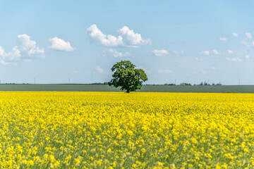 Obraz premium Vast Field of Yellow Rapseed Flowers in Rural Latvia