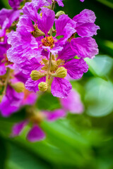 Close up Violet Lagerstroemia floribunda flower in home garden on summer.