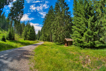 in the beautiful thuringian forest