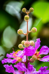 Close up Violet Lagerstroemia floribunda flower in home garden on summer.