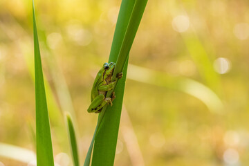 Hyla arborea - Green tree frog on a stalk. The background is green. The photo has a nice bokeh. Wild photo.