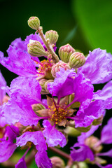 Close up Violet Lagerstroemia floribunda flower in home garden on summer.