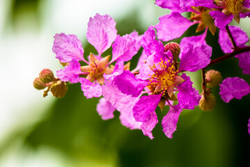Close up Violet Lagerstroemia floribunda flower in home garden on summer.