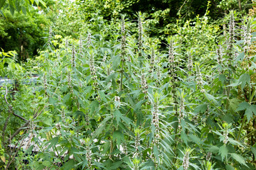 The wild medicinal herb motherwort Ukraine is in bloom in the yard