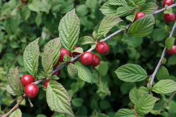 red cherries on a tree