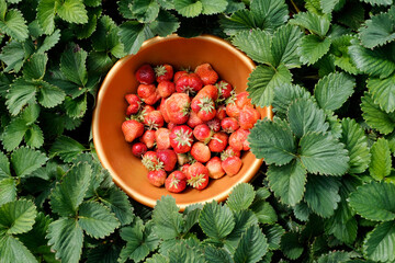 Garden strawberries in a basket on the garden bed next to green leaves. Garden, vegetable garden, berry picking