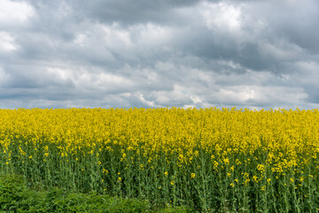 Obraz premium Vast Field of Yellow Rapseed Flowers in Rural Latvia