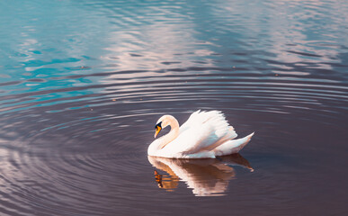 beautiful swan with a curved neck on the water