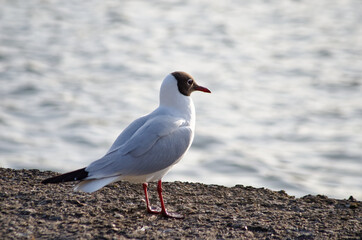 a seagull sitting on the shore