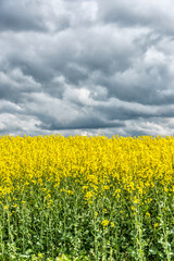 Obraz premium Vast Field of Yellow Rapseed Flowers in Rural Latvia