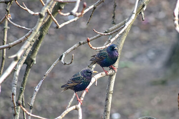 young starlings sitting on a branch