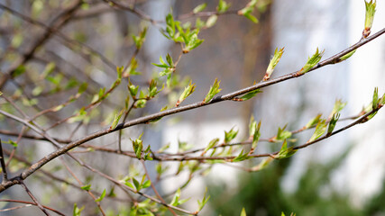 young leaves of spring trees