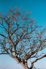 Winter tree