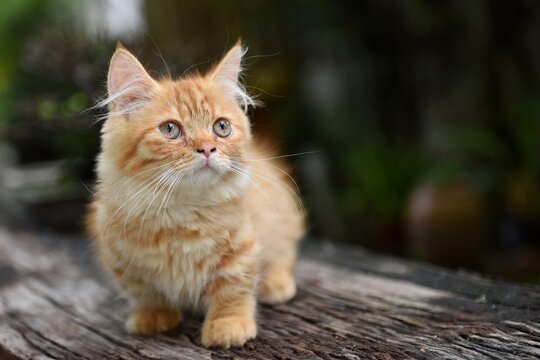 マンチカン の画像 7 412 件の Stock 写真 ベクターおよびビデオ Adobe Stock