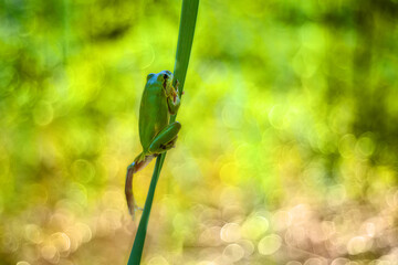 Hyla arborea - Green tree frog on a stalk. The background is green. The photo has a nice bokeh....