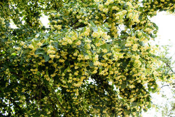 Fototapeta na wymiar Linden tree blossoms in summer Ukraine