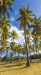 Obraz premium Cocoteraie, Saint-Paul, île de la Réunion 