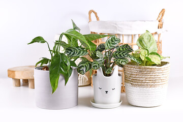 Small tropical houseplant in flower pots on white  shelf in front of home decor objects