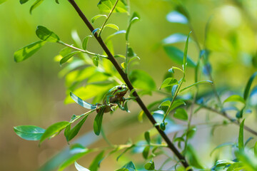 Hyla arborea - Green tree frog on a stalk. The background is green. The photo has a nice bokeh. Wild photo.