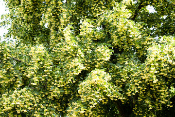 Linden tree blossoms in summer Ukraine